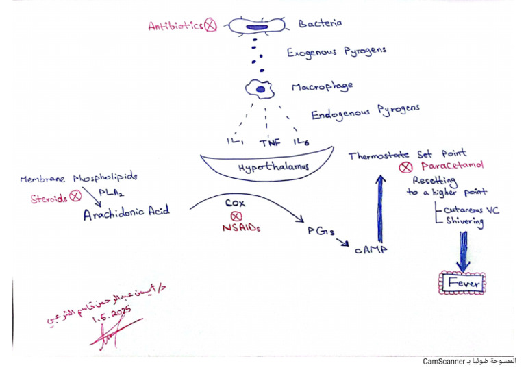 Pathogenesis of Fever | PDF