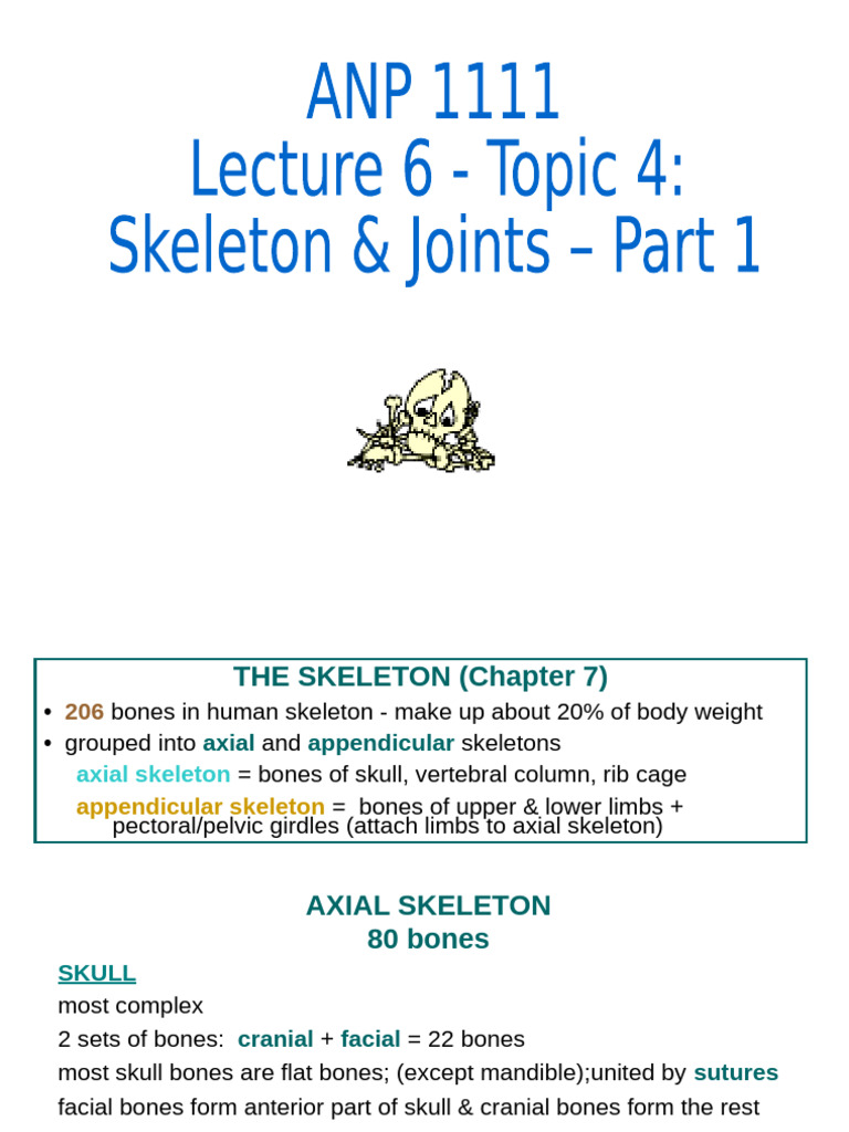 ANP1111 Lecture 6 2022 Bones & Joints Part 1 | PDF | Skull | Human Nose