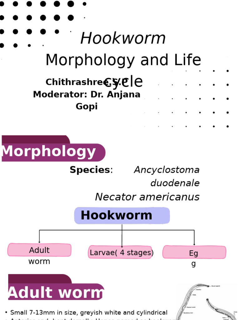 Hookworm Morphology and Life Cycle | PDF | Parasitology | Zoology
