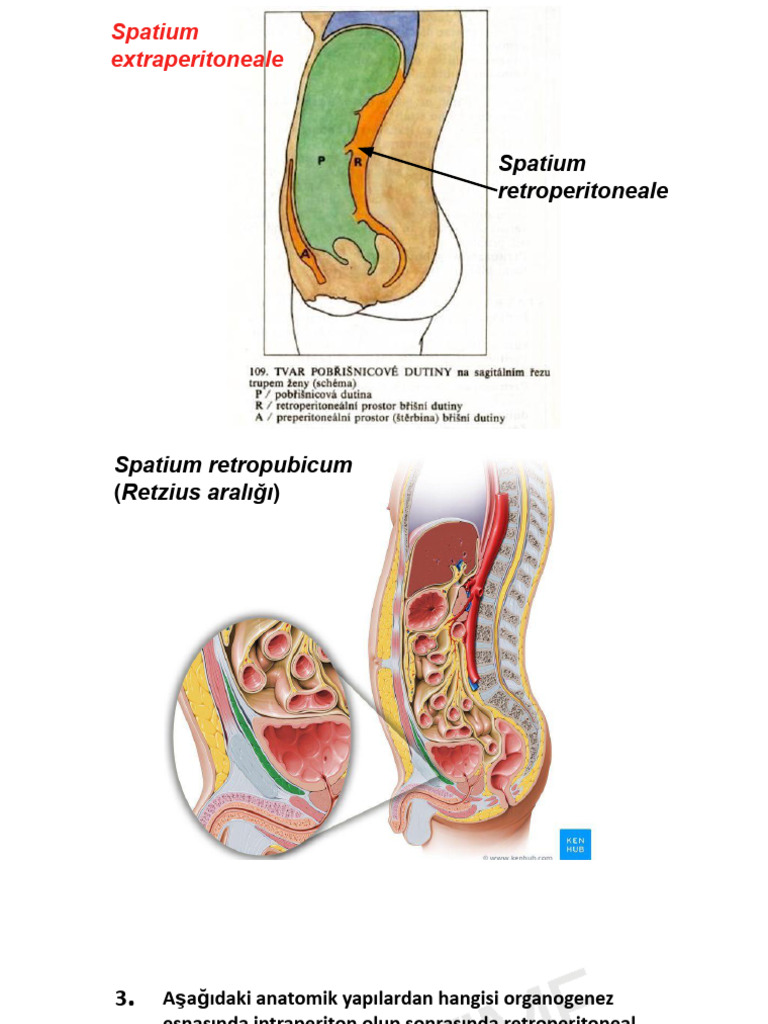 Periton | PDF