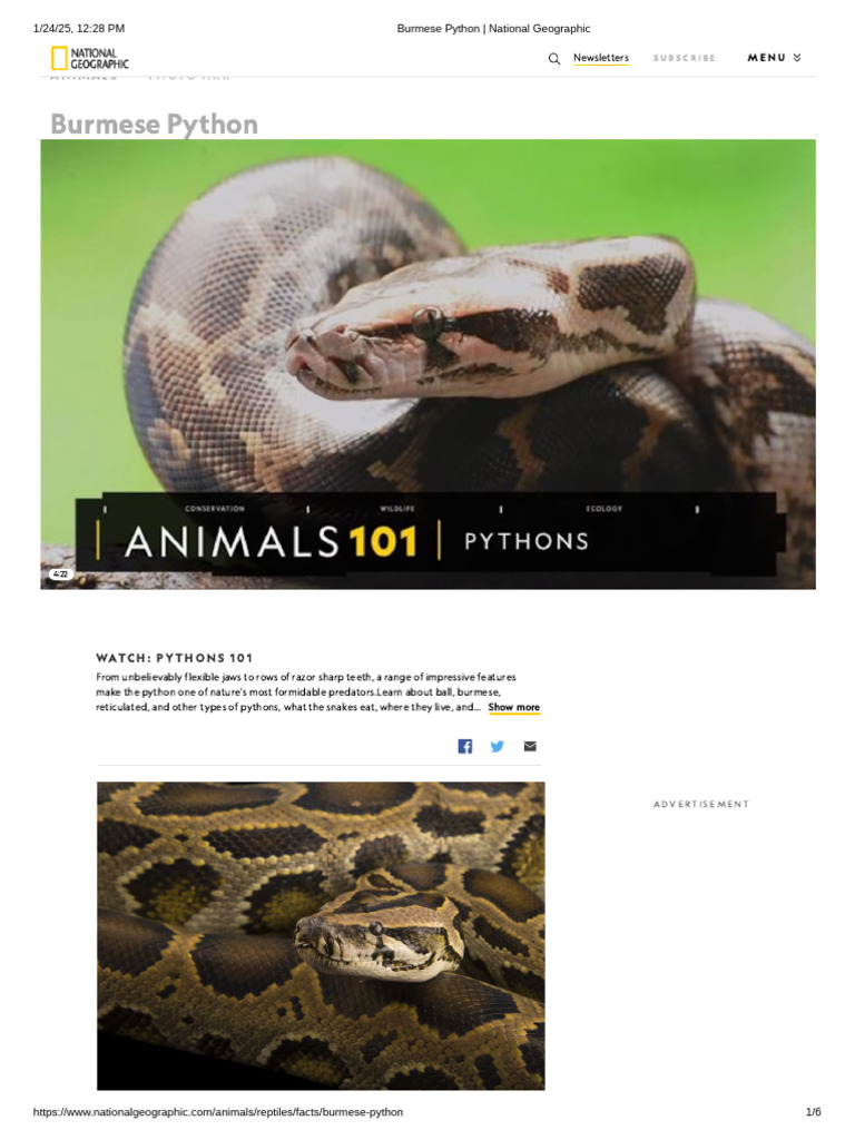 Burmese Python - National Geographic | PDF | Zoology