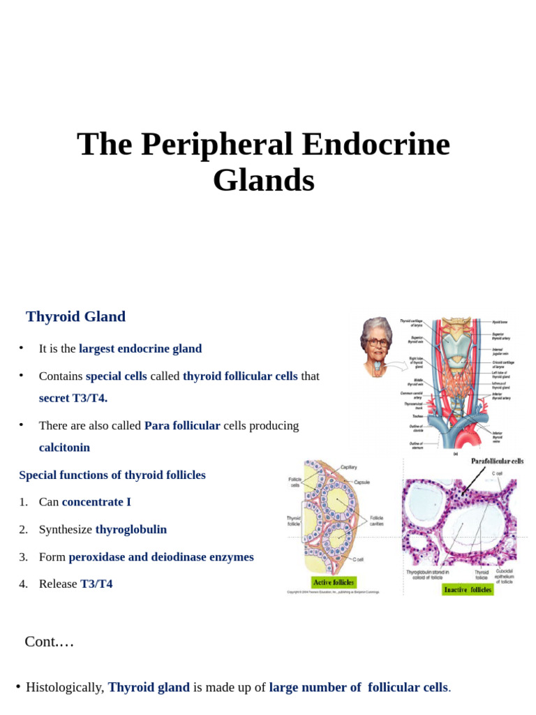 4.thyroid and Parathyroid | PDF | Thyroid | Calcium In Biology