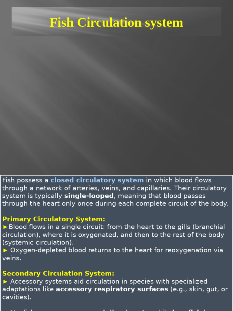 Fish Heart Structure and Function | PDF | Circulatory System | Heart