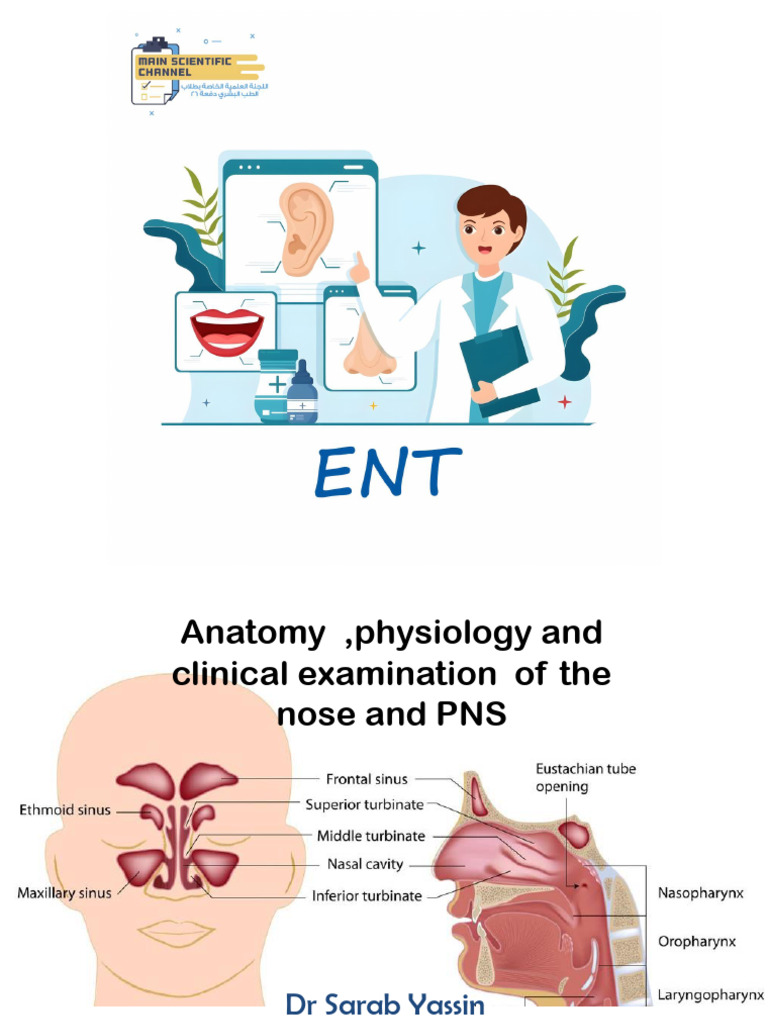 Anatomy and Physiology of the Nose | PDF | Human Nose | Mucus