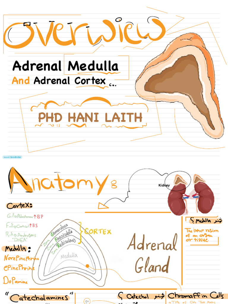 Adrenal Gland Anatomy and Hormones | PDF | Adrenal Gland | Physiology