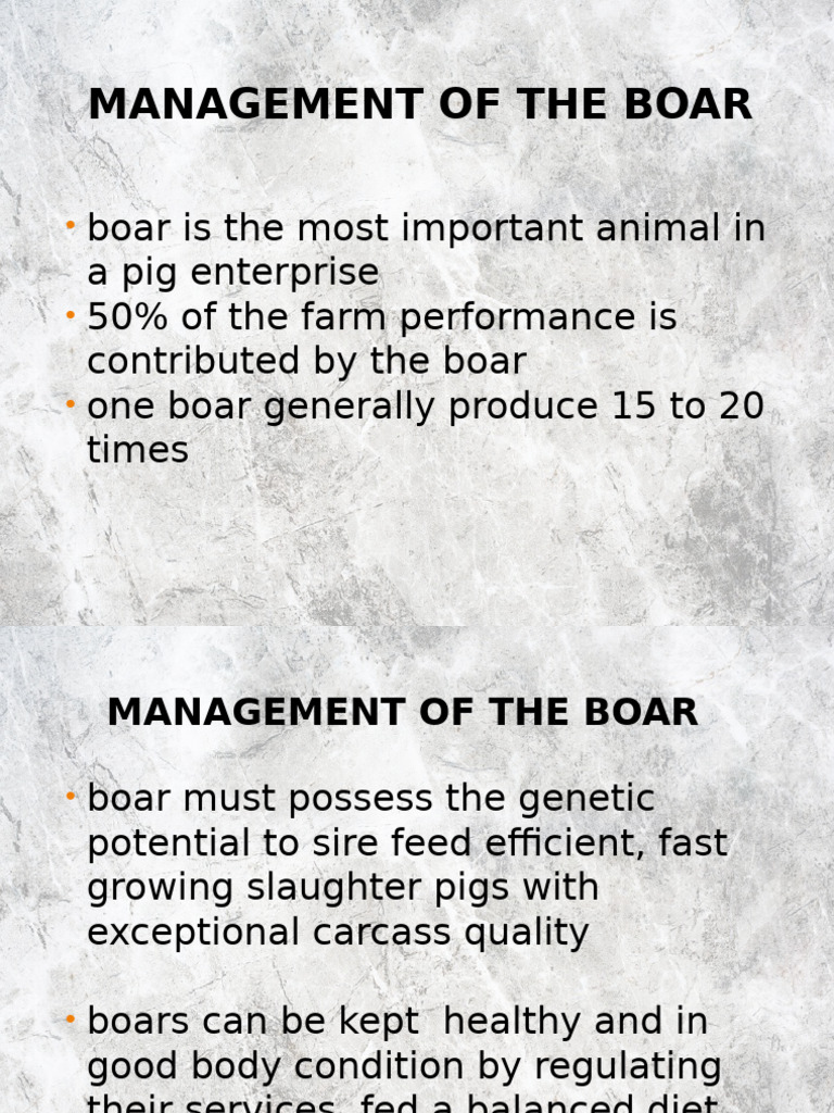 Boar Management And Breeding Practices Pdf Wild Boar Pig