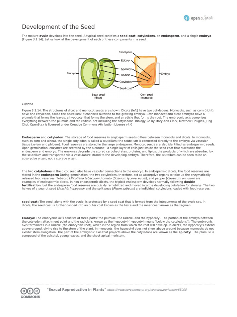 1.6 Development of The Seed SyL6WgN | PDF
