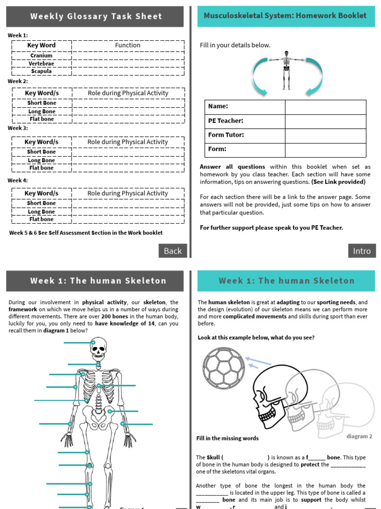 GCSE PE Skeleton Overview | PDF | Anatomy | Musculoskeletal System