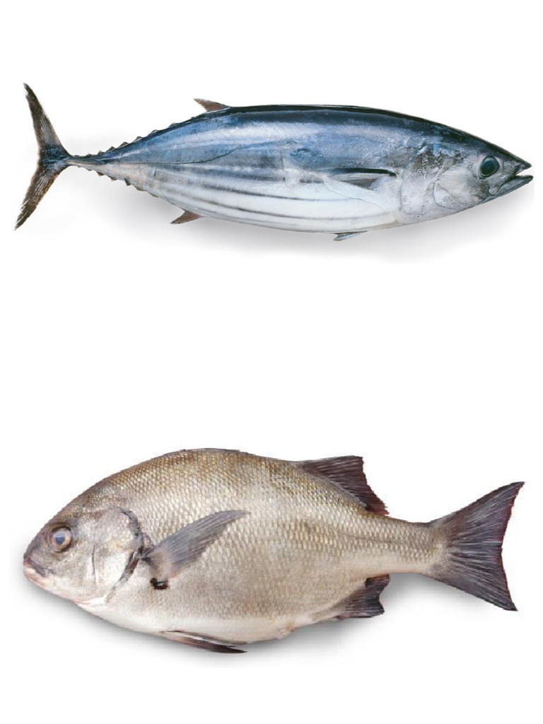 Pesces | PDF