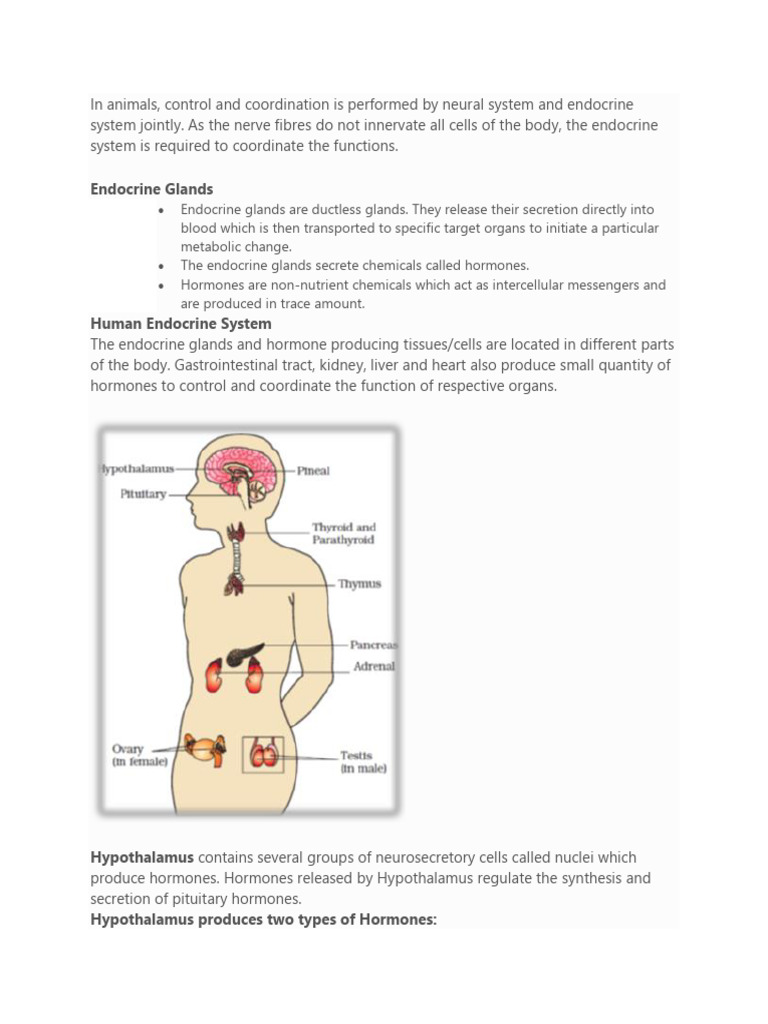 Hormonal Coordination in Animals | PDF | Endocrine System | Hormone