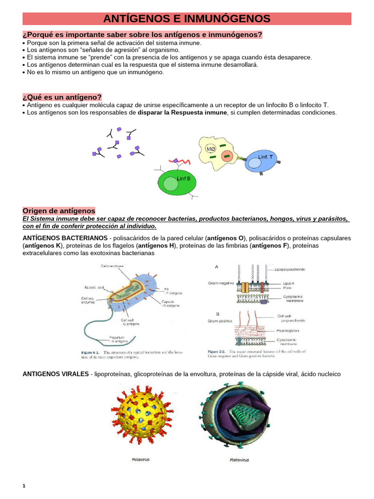Antígenos e Inmunógenos: Conceptos Clave | PDF | Antígeno | Sistema inmune