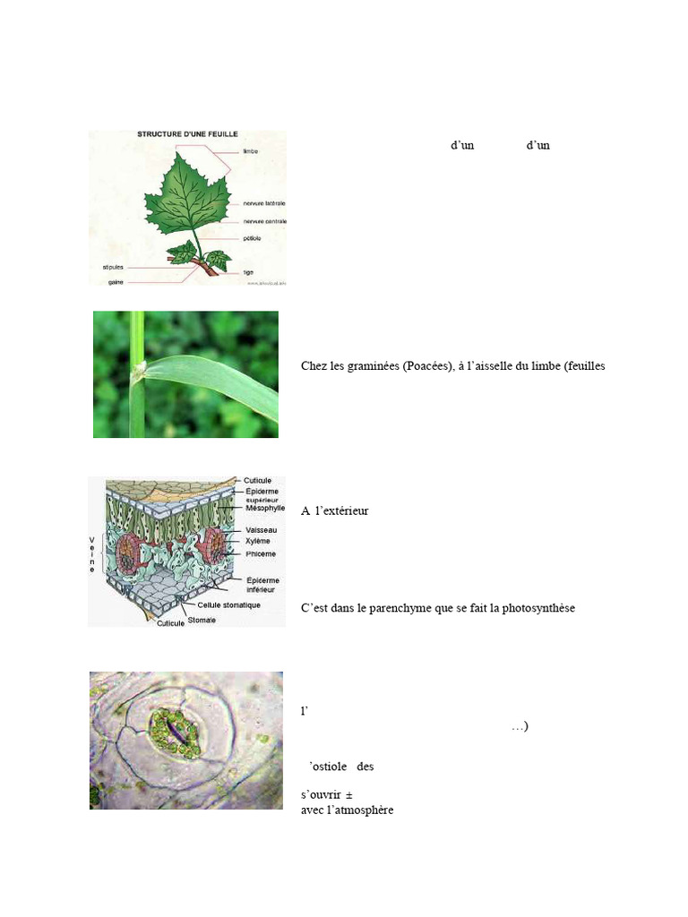 Feuille à nervure palmée et limbe | PDF | Feuille | Stomate
