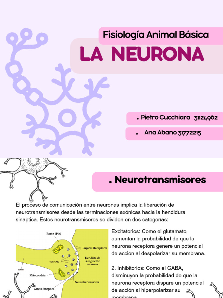 DIAPOSITIVA - PDF 20250503 004641 0000 | PDF | Neurona | Sinapsis