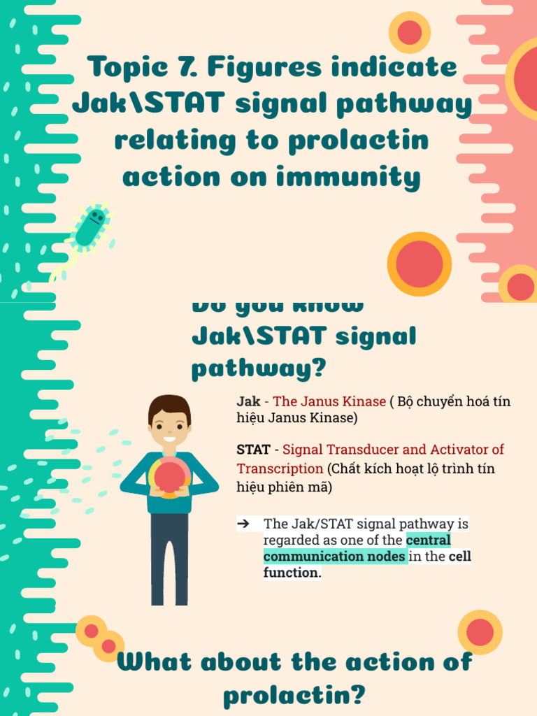 Figures Indicatejak - STAT Signal Pathway Relating To Prolactin Action ...