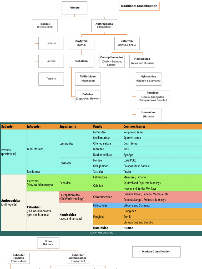 Primate Classification and Suborders | PDF | Ape | Hominidae