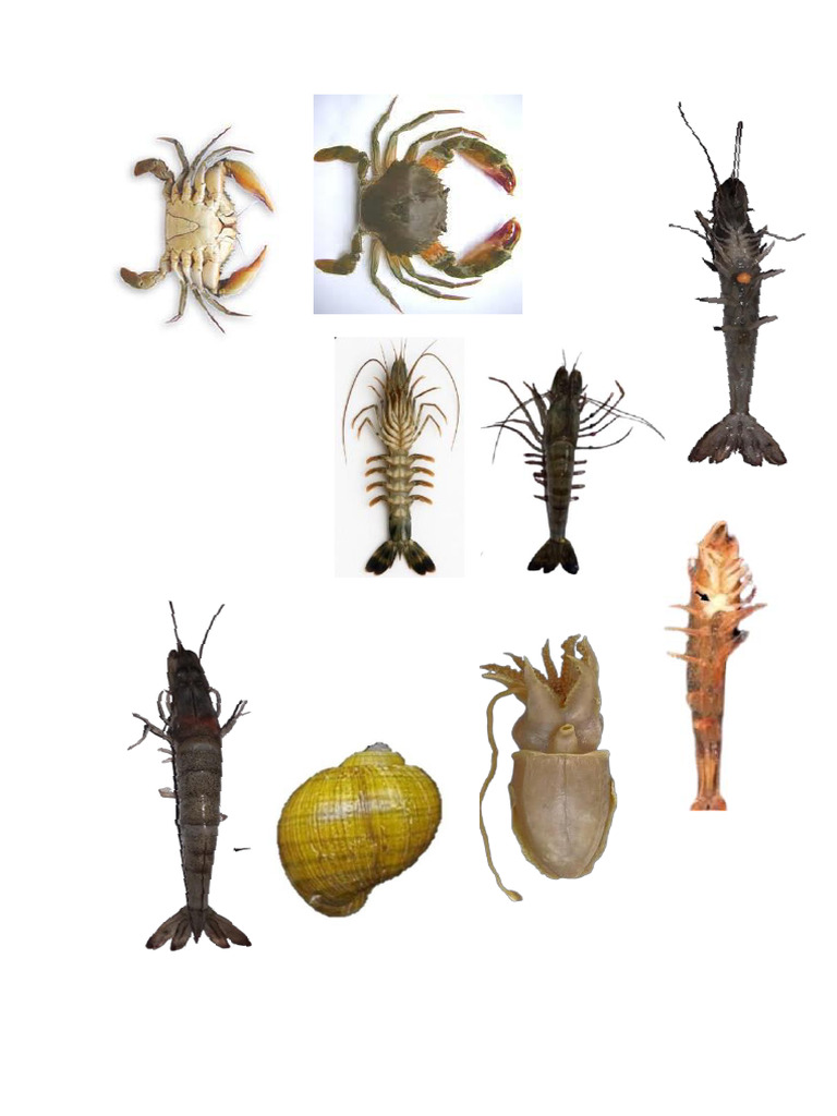 Crustacea | PDF