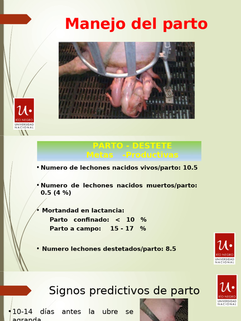 Manejo Efectivo del Parto en Cerdos | PDF | Alimentación infantil ...