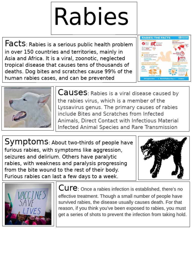 Understanding Rabies: Causes, Symptoms, and Prevention | PDF