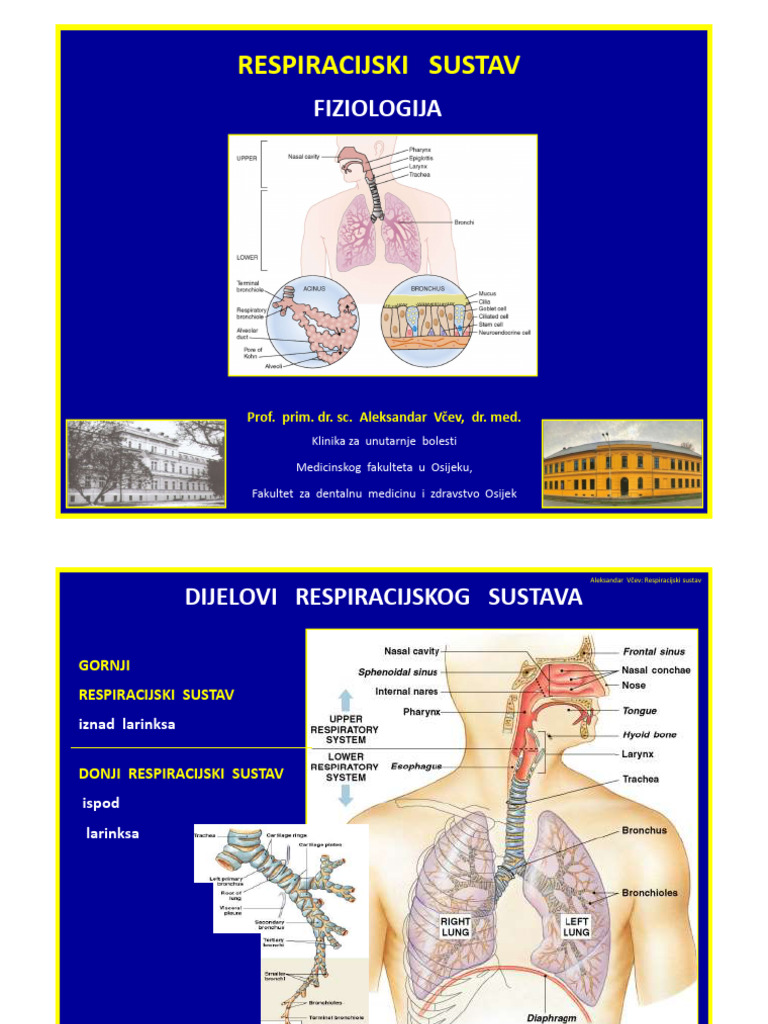 Respiracijski Sustav | PDF