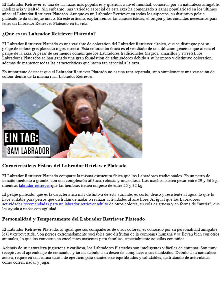 Todo Lo Que Necesitas Saber Sobre El Labrador Retriever Plateado ...