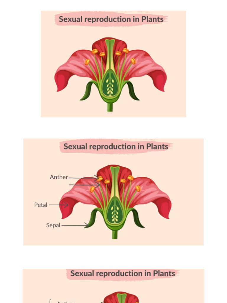 Pollination and Seed Dispersal Mechanisms | PDF | Seed | Pollen