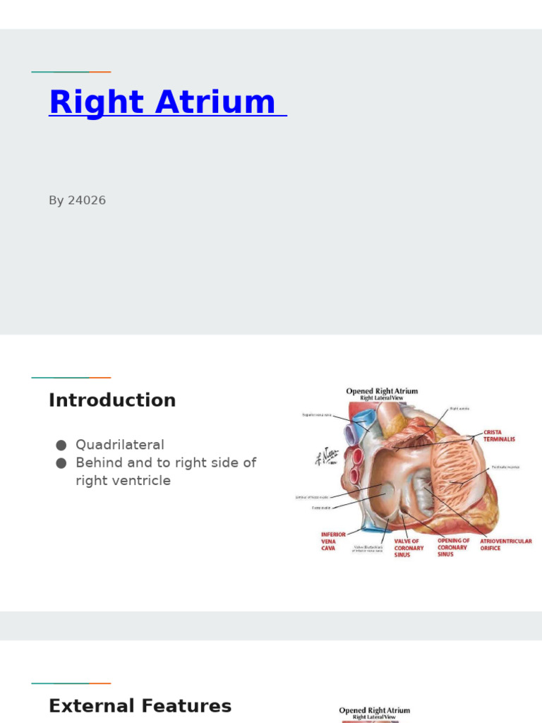 Right Atrium | PDF