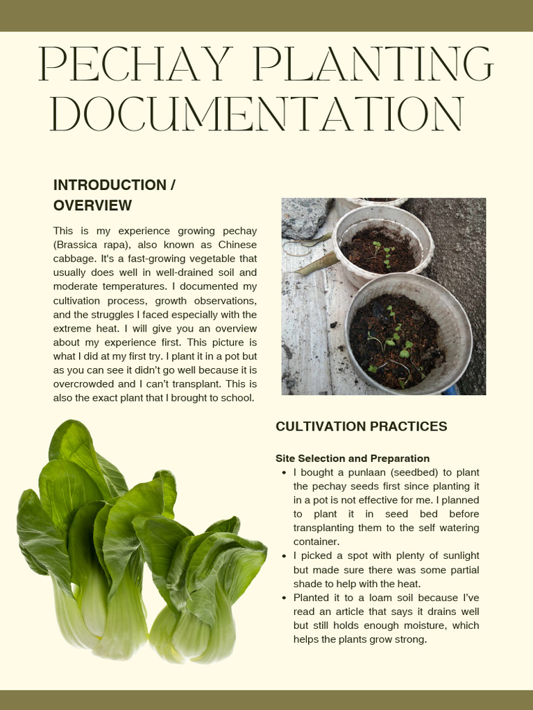 My Pechay Growing Experience | PDF | Seedling | Botany