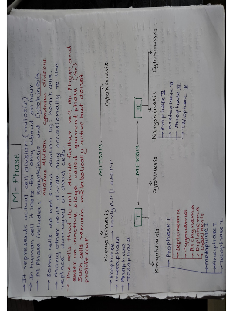 M Phase | PDF