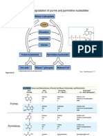 ch32-nucleotides