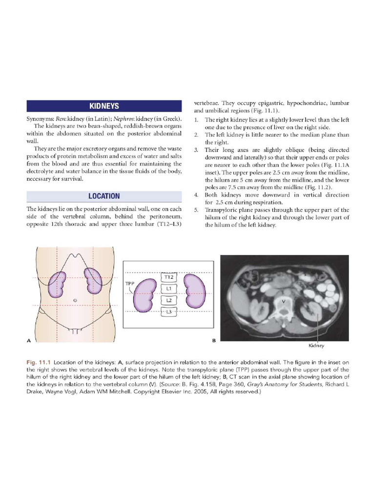 Gross Anatomy of Kidney and Ureter - 124805 | PDF