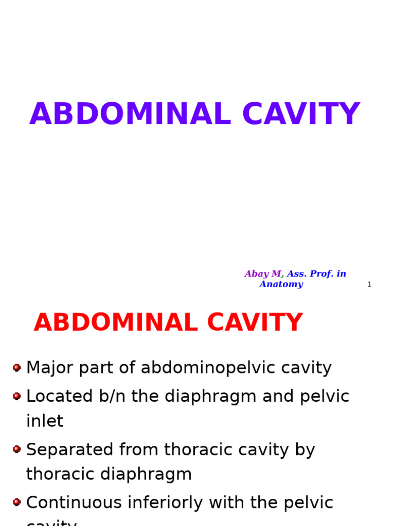 Overview of the Abdominal Cavity | PDF | Peritoneum | Stomach