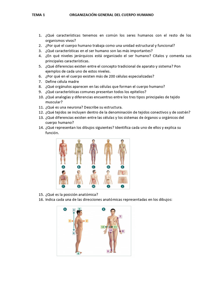 Organización del Cuerpo Humano | PDF | Cuerpo humano | Anatomía