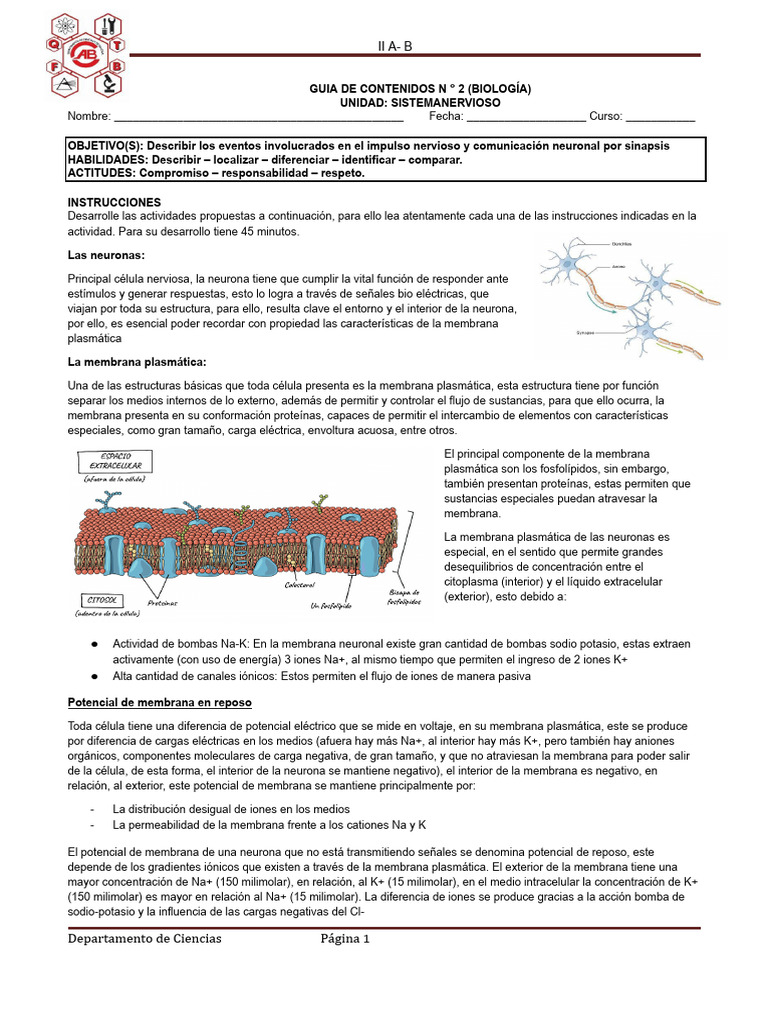 Impulso Nervioso y Sinapsis Neuronal | PDF | Sinapsis | Potencial de acción