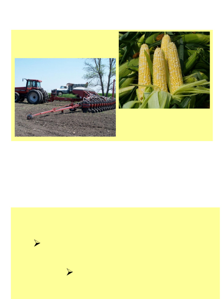 Corn Planting and Spacing Guide | PDF | Maize | Hybrid (Biology)