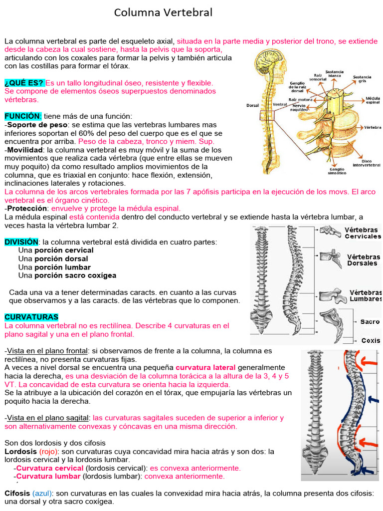 Columna Vertebral Resumen | PDF | Vértebra | La columna vertebral