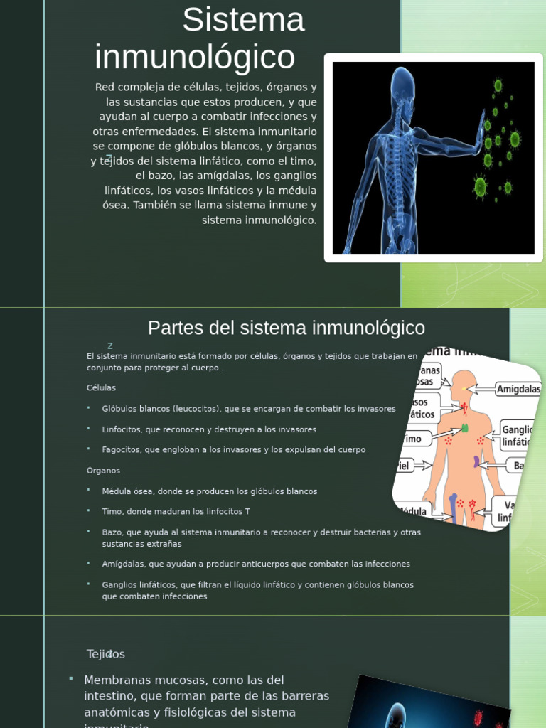 Sistema Inmunológico | PDF | Sistema inmune | Sistema linfático