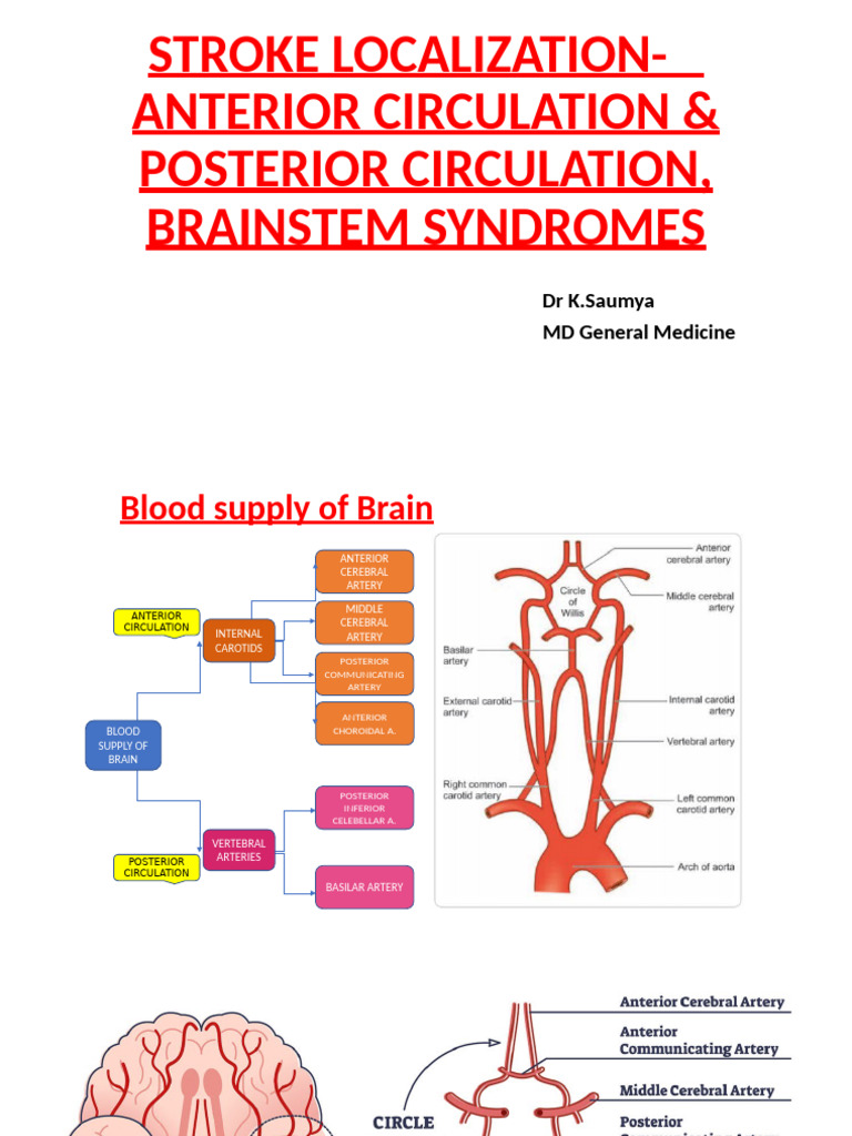 Stroke Localization: Brain Circulation Insights | PDF | Parietal Lobe ...