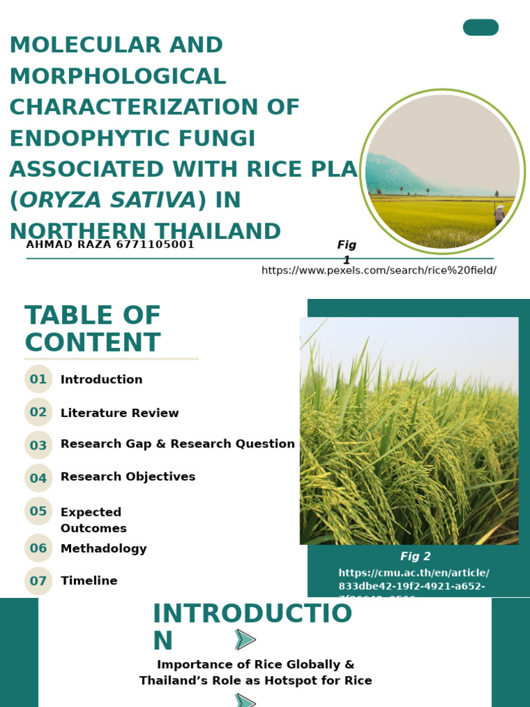 Endophytic Fungi in Northern Thailand Rice | PDF | Rice | Fungus