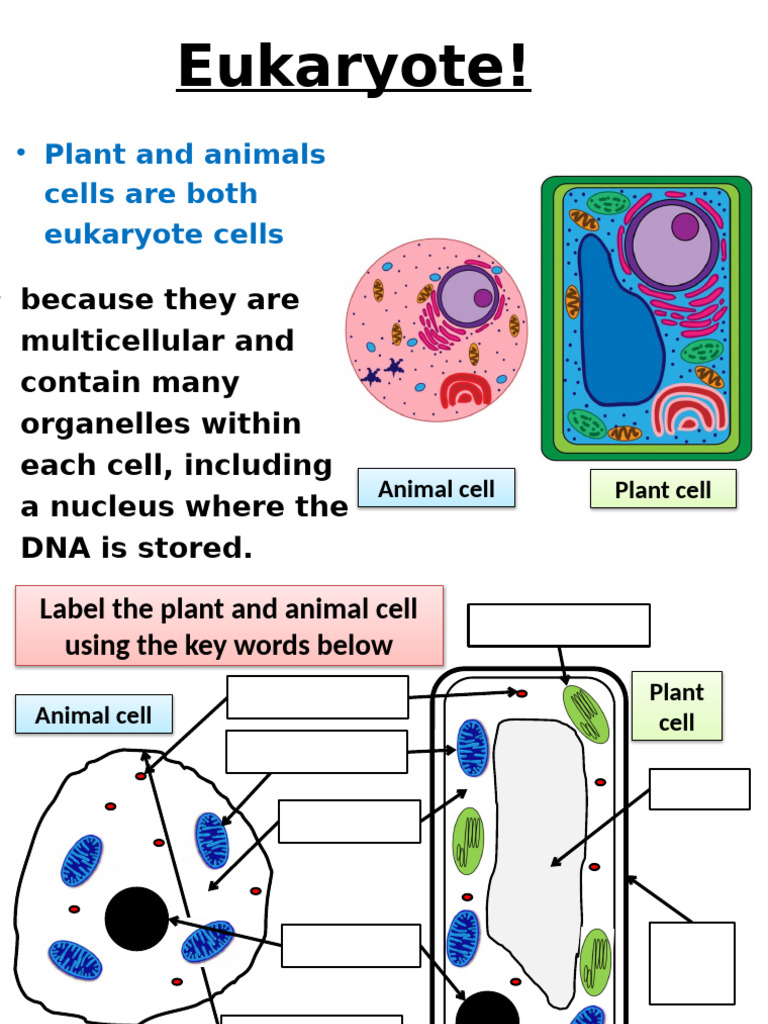 Distinguishing Plant and Animal Cells | PDF | Cell (Biology ...