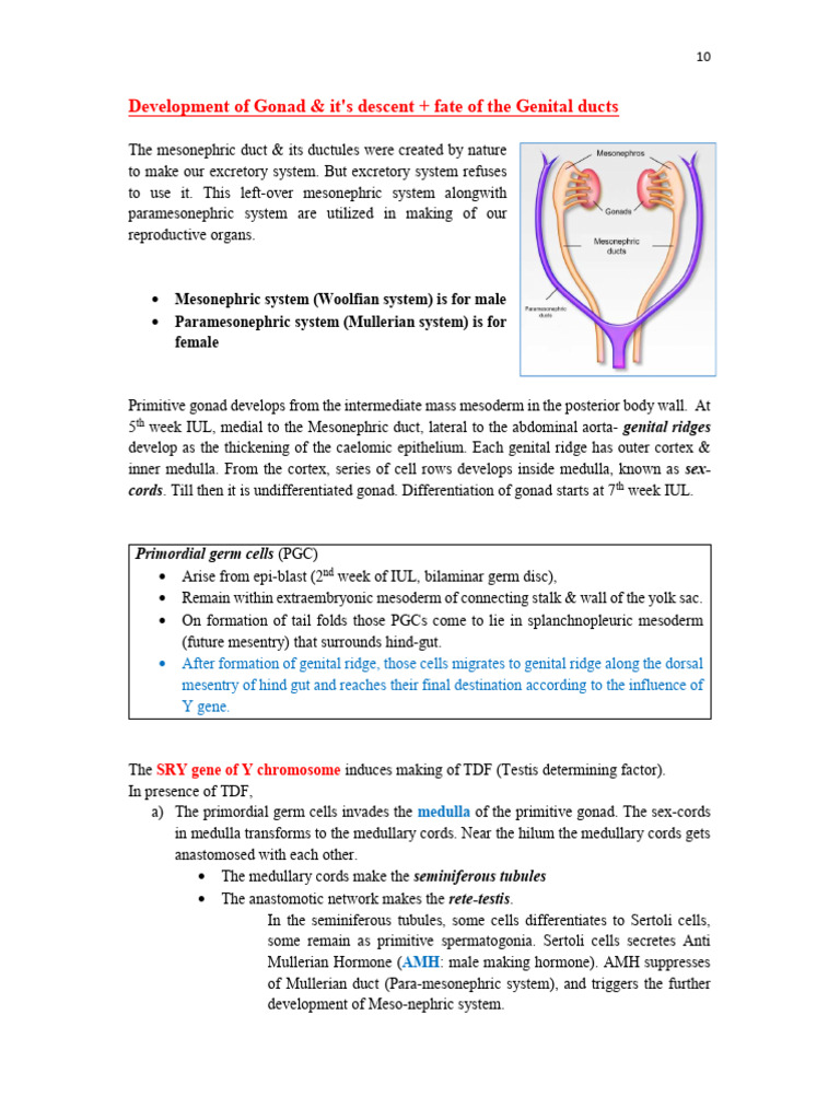 Development of Gonad, Genital Ducts 19 04 25 | PDF | Testicle | Abdomen