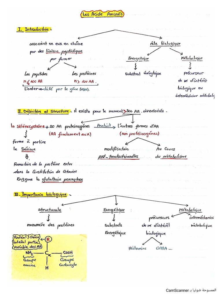 Les AA (Structure Et Métabolisme) | PDF
