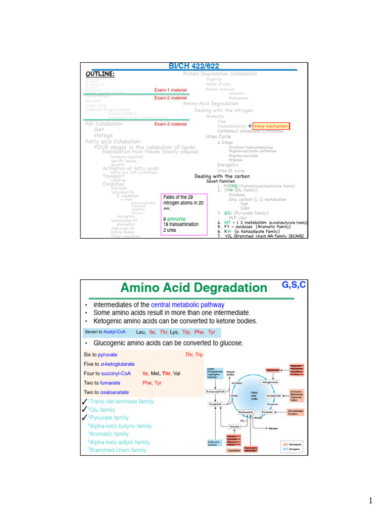Metabolic Pathways: Catabolism Overview | PDF | Amino Acid | Metabolism