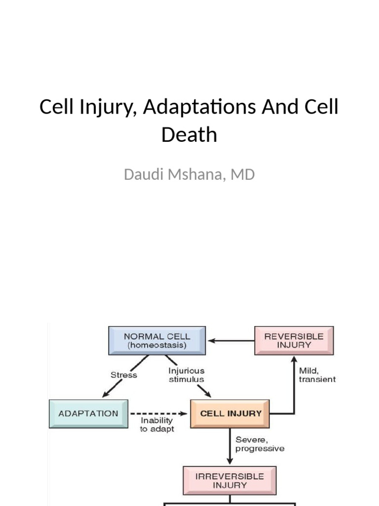 Cell Injury and Adaptation Mechanisms | PDF | Anatomy | Biology