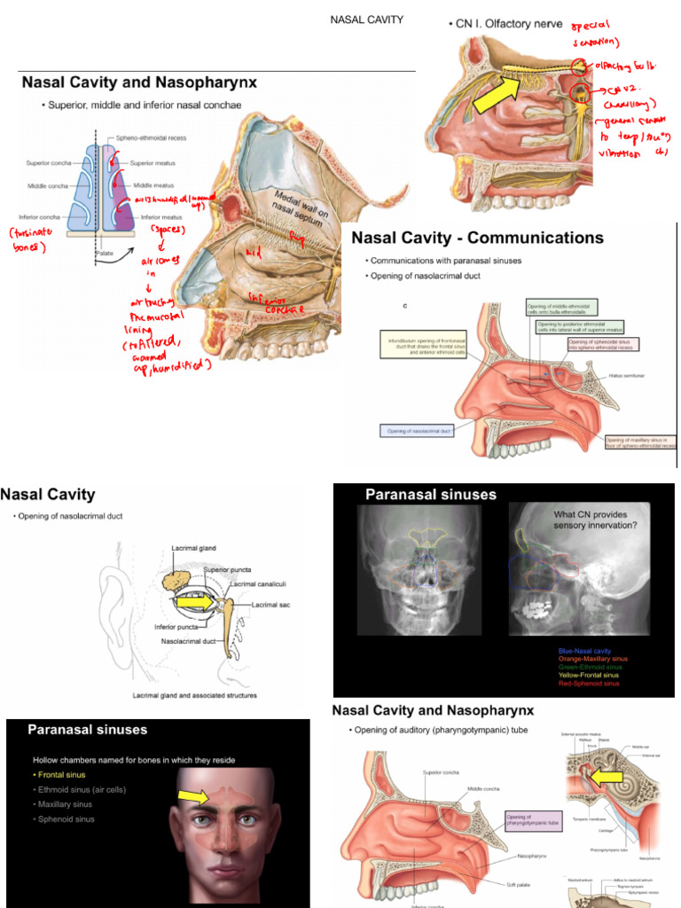 Anatomy and Function of the Nasal Cavity | PDF | Human Head And Neck ...
