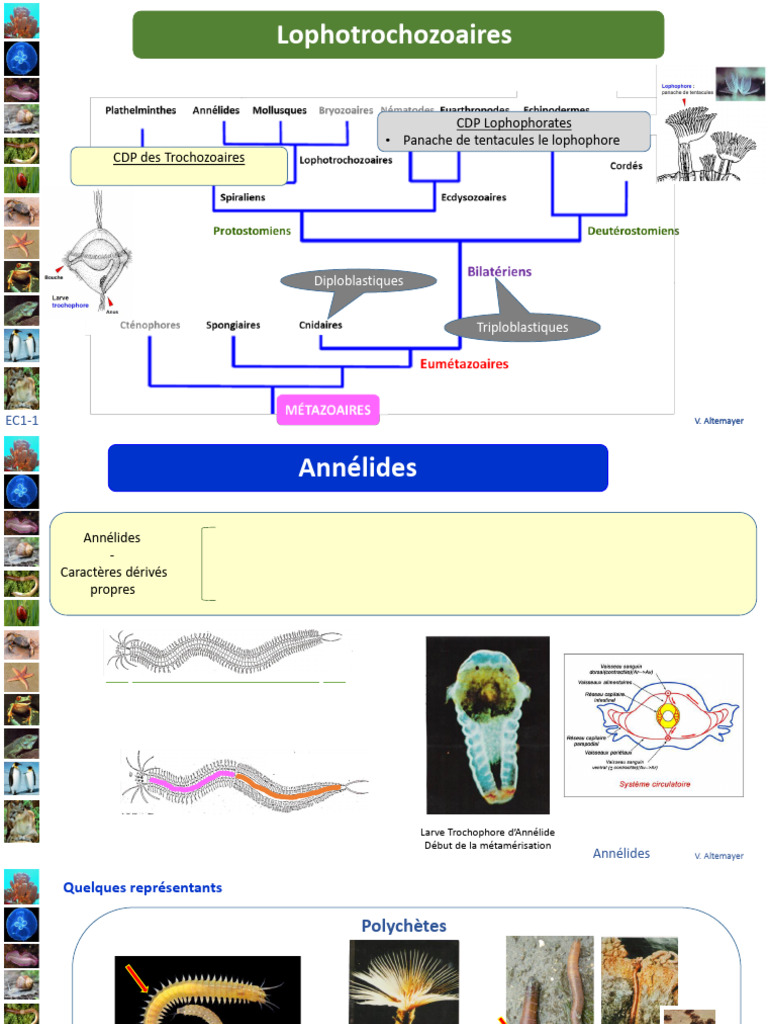 Caractéristiques des Lophotrochozoaires | PDF | Mollusque | Protostomia