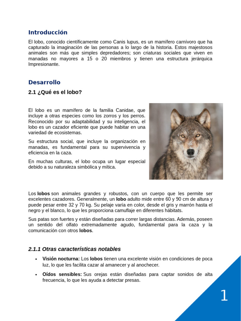 La situación del lobo en España, image size:768x1024