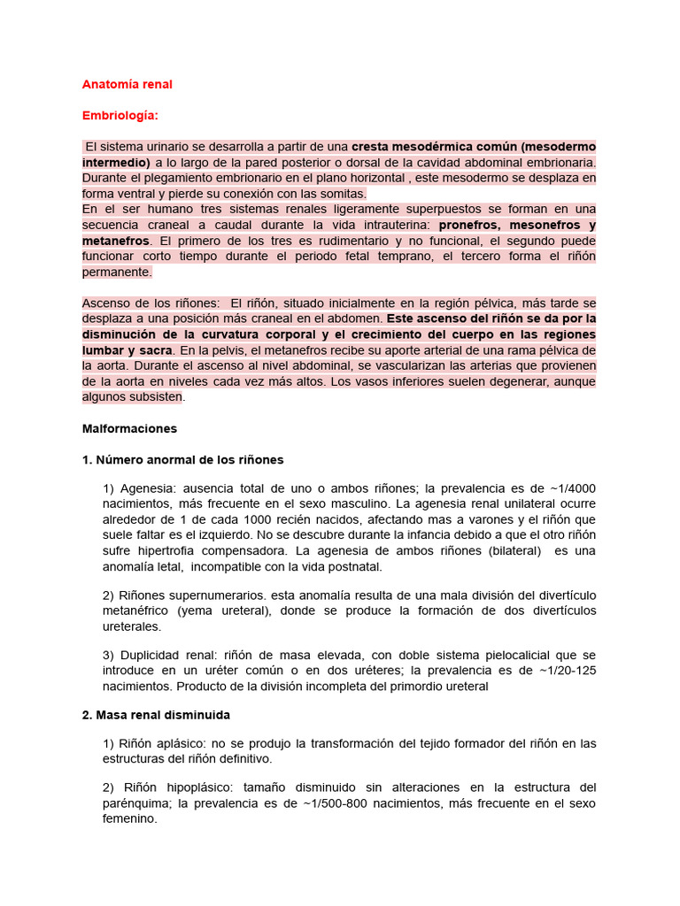 Anatomía Renal | PDF | Riñón | Abdomen