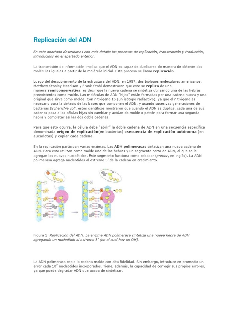 Proceso de Replicación del ADN | PDF | Replicación De Adn | Adn