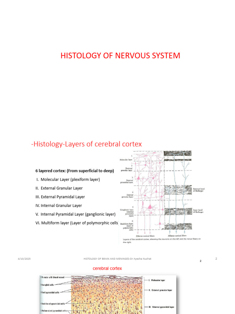 Histology of Nervous System Layers | PDF