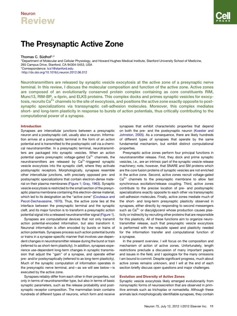 Active Zone Function in Synapses | PDF | Chemical Synapse | Synapse